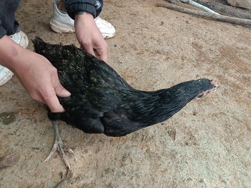 城口山地鸡，农户纯粮食喂养。