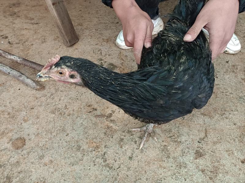 城口山地鸡，农户纯粮食喂养。