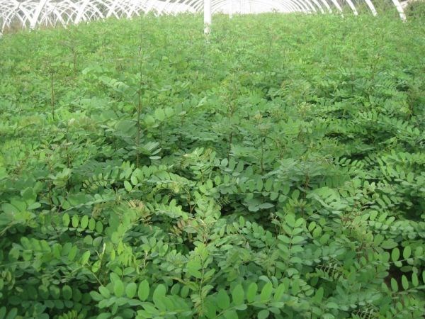 现代化国槐种苗智能温室