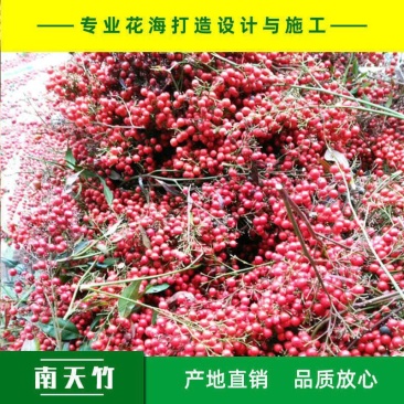 南天竹南天竹种子火焰南天竹种子兰天竹种子红天竹种子紫红耐