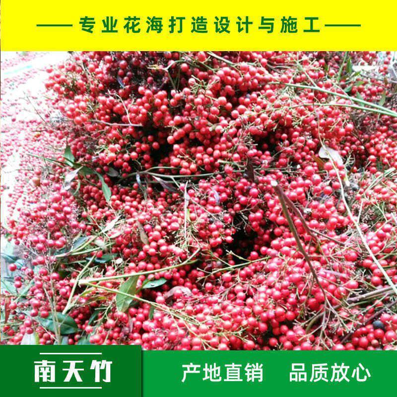 南天竹南天竹种子火焰南天竹种子兰天竹种子红天竹种子紫红耐