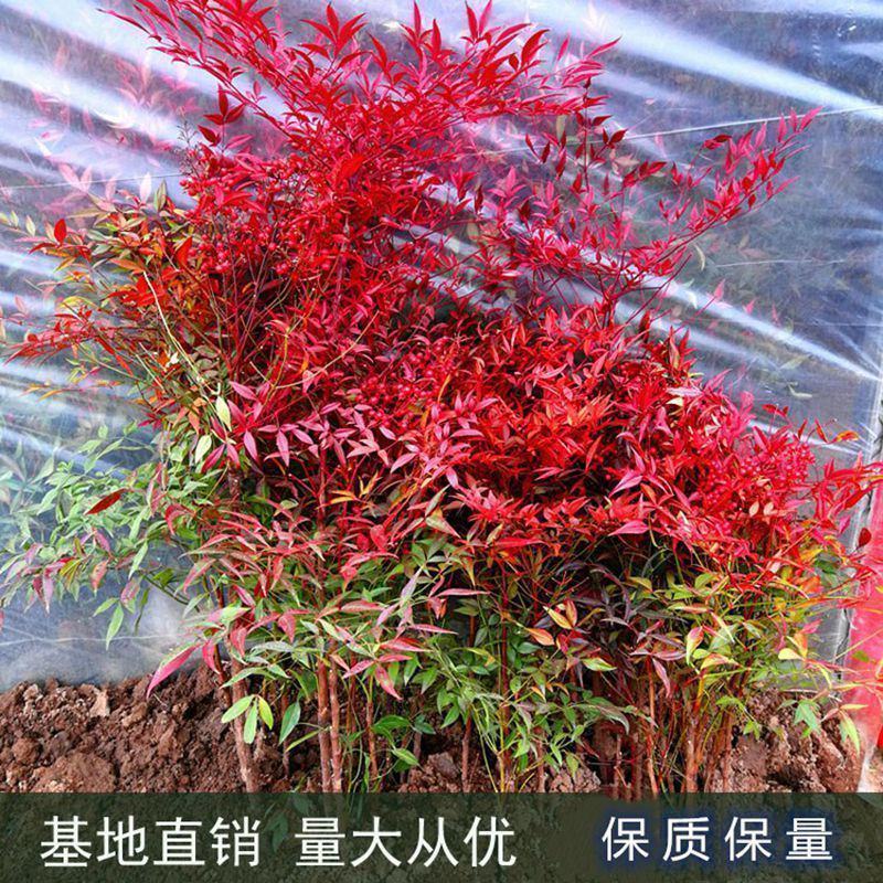 南天竹南天竹种子火焰南天竹种子兰天竹种子红天竹种子紫红耐