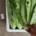 邯郸油麦菜大量供应暖棚油麦菜，产地直发一手货源