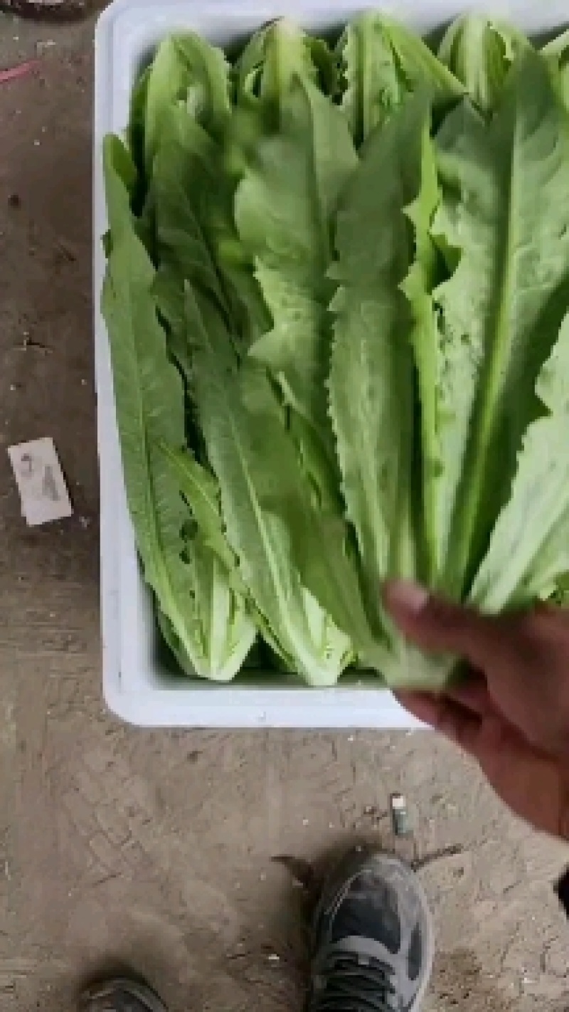 邯郸油麦菜大量供应暖棚油麦菜，产地直发一手货源