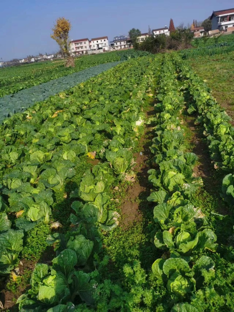陕西汉中洋县青杂大白菜【产地直供价格实惠】