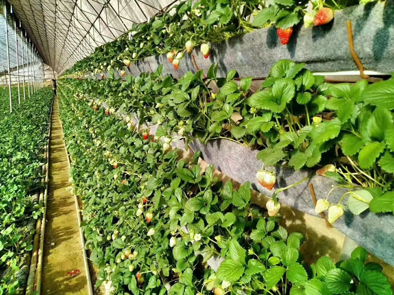 红颜草莓冬季温室管理场景