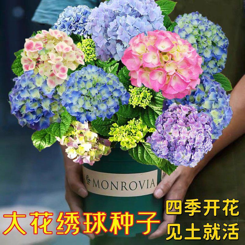 绣球花种子木绣球花卉种子大花绣球种子无尽夏绣球花种子