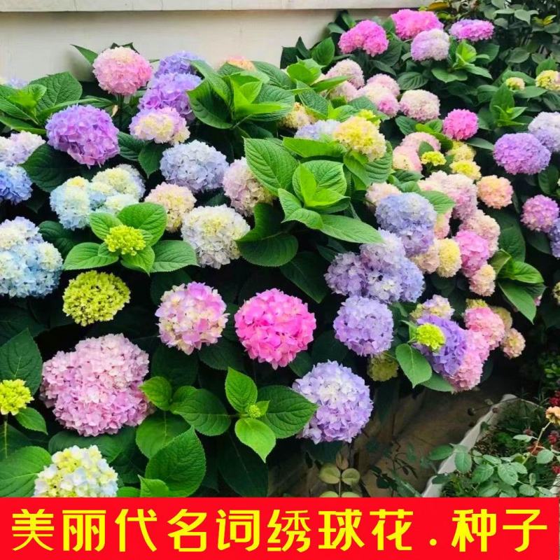 绣球花种子木绣球花卉种子大花绣球种子无尽夏绣球花种子