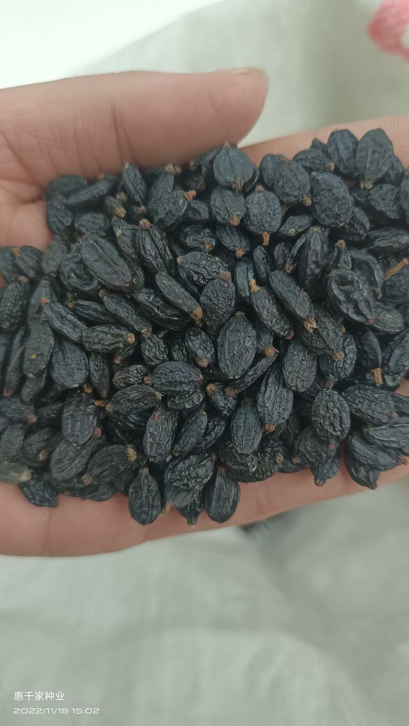 绣球花种子木绣球花卉种子大花绣球种子无尽夏绣球花种子
