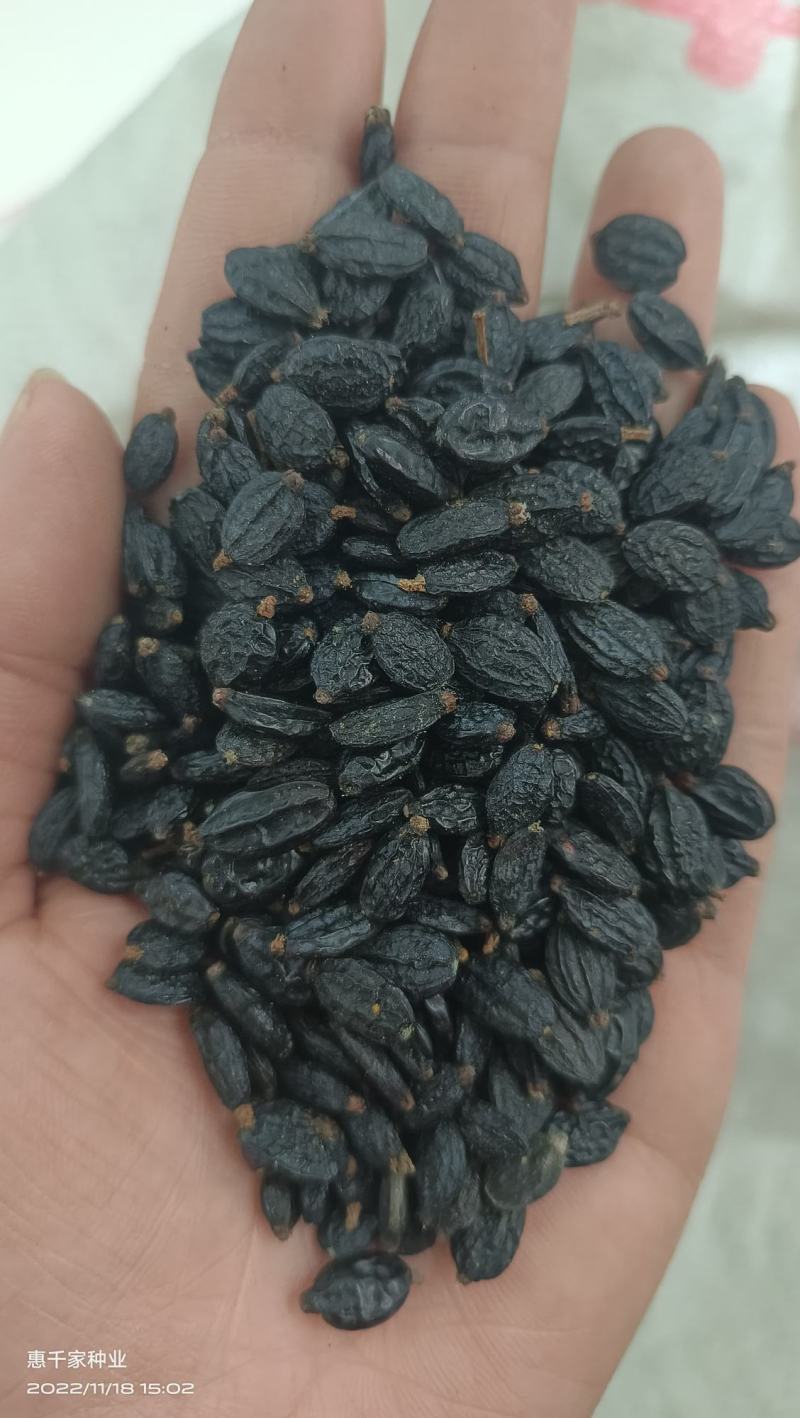 绣球花种子木绣球花卉种子大花绣球种子无尽夏绣球花种子