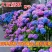 绣球花种子木绣球花卉种子大花绣球种子无尽夏绣球花种子