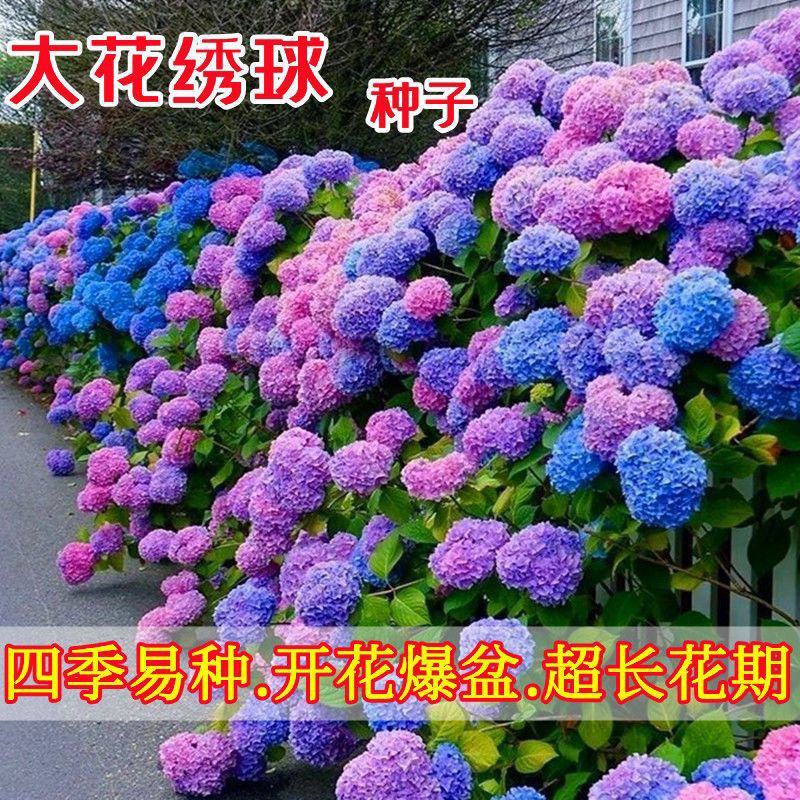 绣球花种子木绣球花卉种子大花绣球种子无尽夏绣球花种子