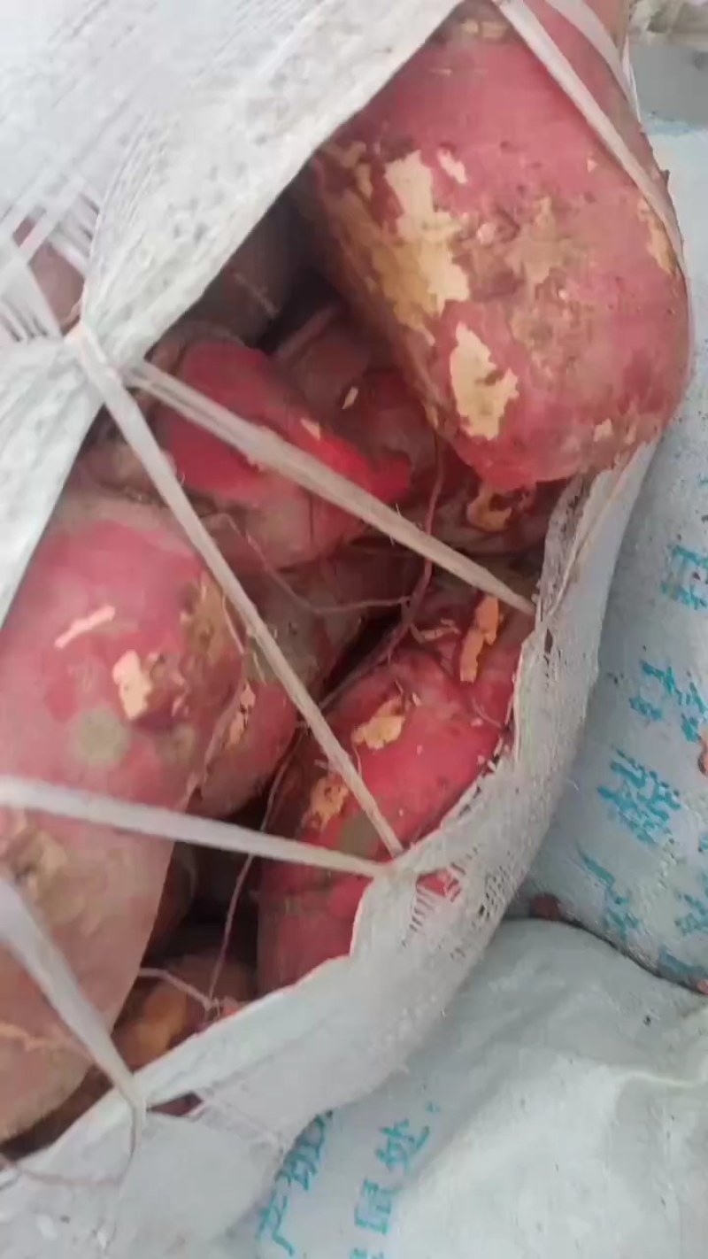 沙地半沙地大叶红西瓜红广薯87量大，品质好价格优