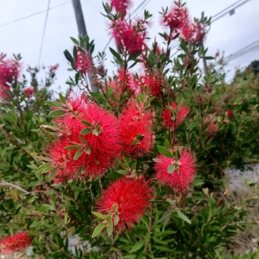 美花红千层