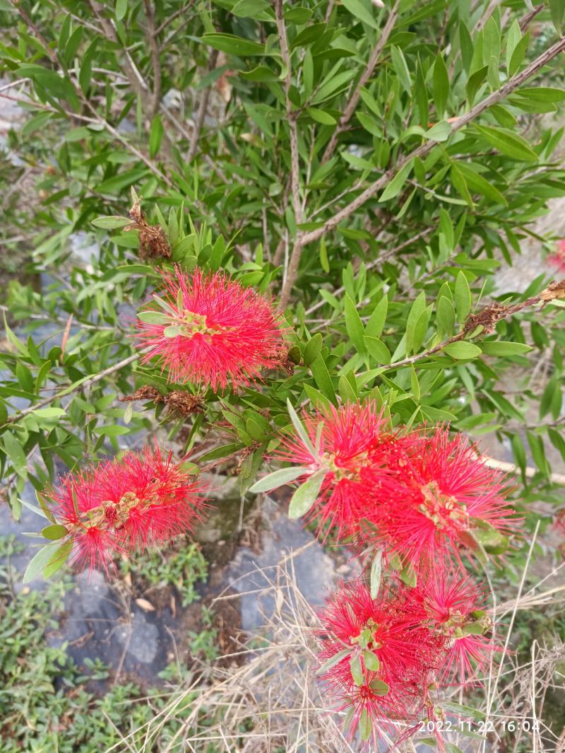美花红千层