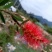 美花红千层