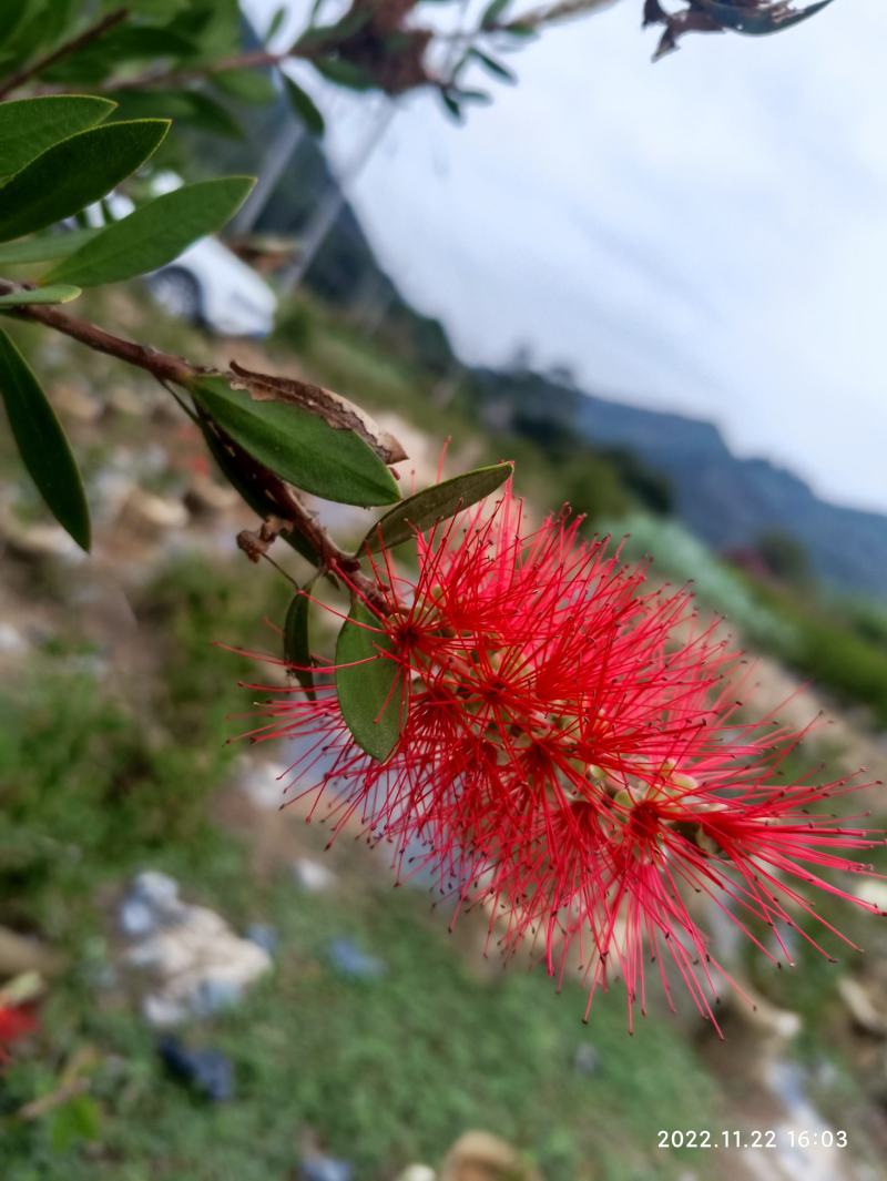 美花红千层