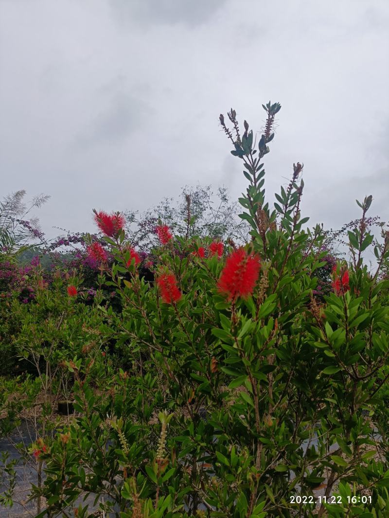 美花红千层