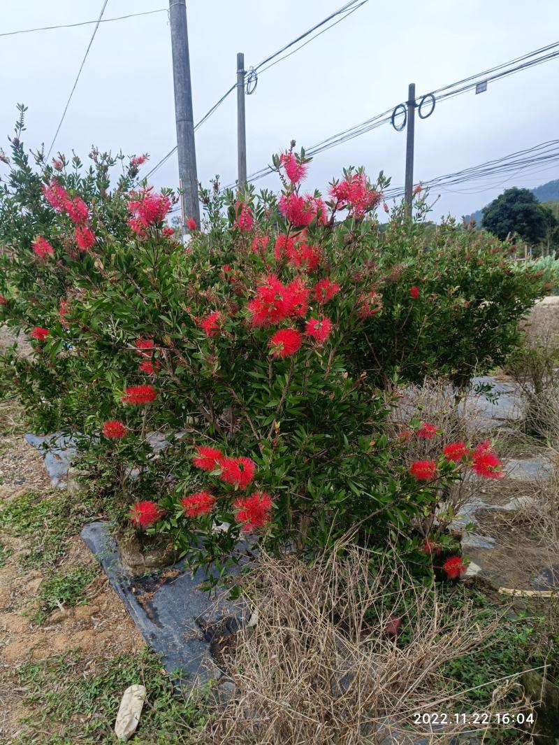 美花红千层