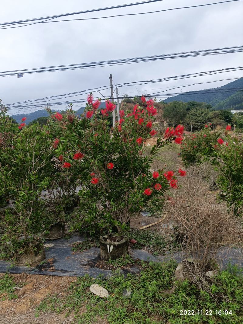 美花红千层