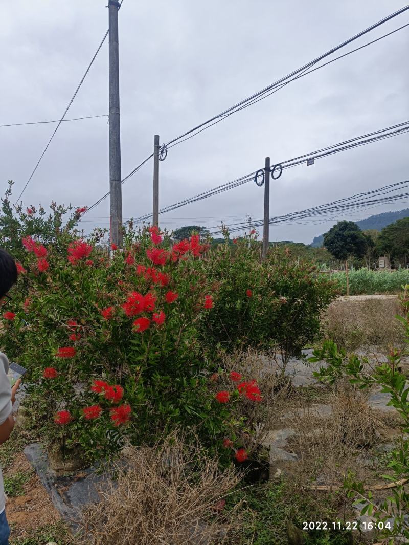 美花红千层