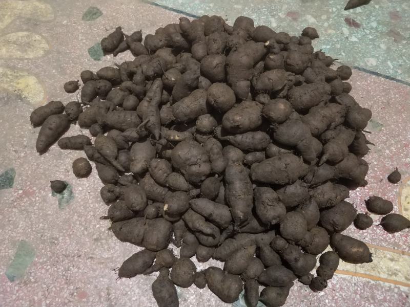 中药材三叶青又名金线吊葫芦鲜货全国包邮欢迎选购