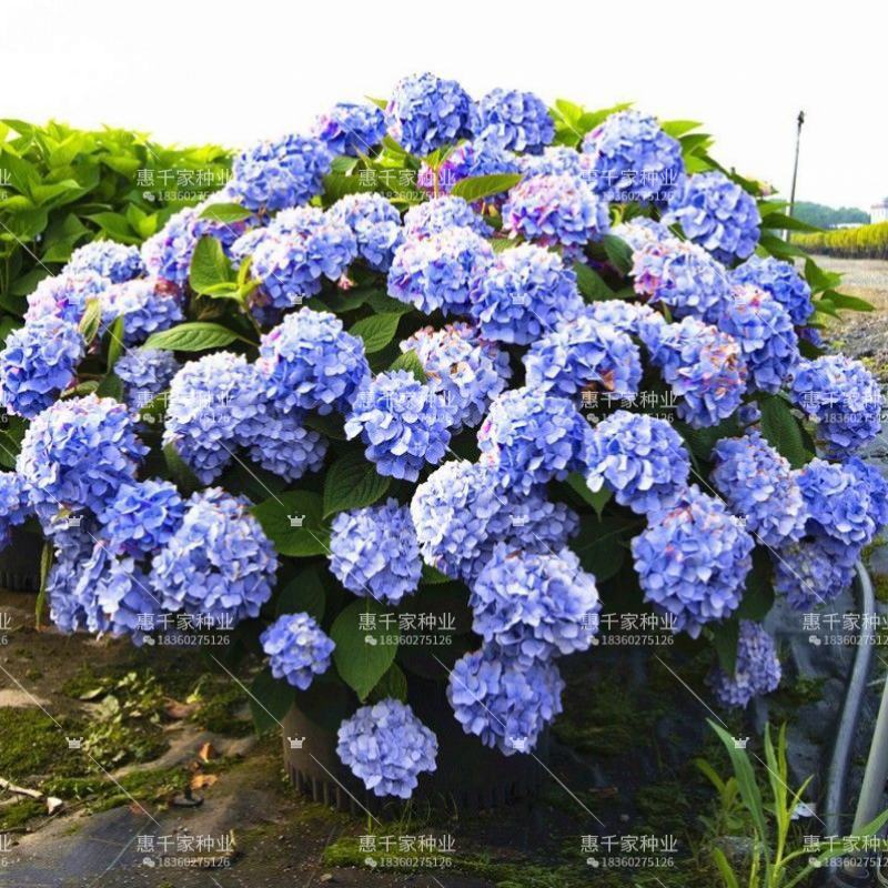 八仙花种子绣球花种子无尽夏绣球花花种籽多年生八仙花种子