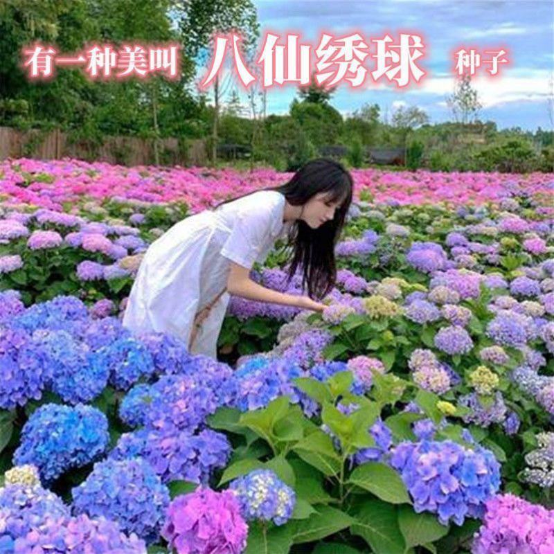 八仙花种子绣球花种子无尽夏绣球花花种籽多年生八仙花种子