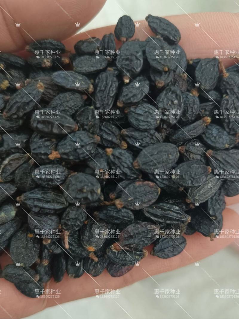 八仙花种子绣球花种子无尽夏绣球花花种籽多年生八仙花种子
