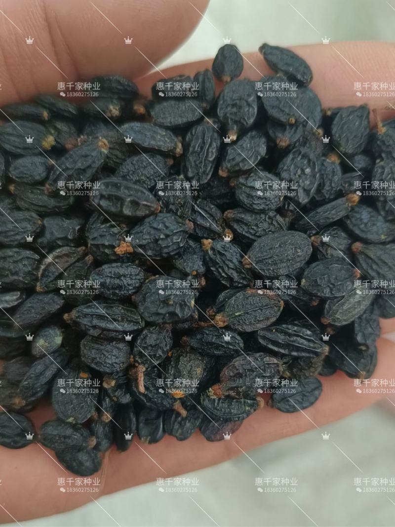 八仙花种子绣球花种子无尽夏绣球花花种籽多年生八仙花种子