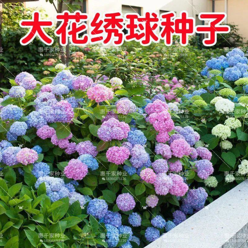 八仙花种子绣球花种子无尽夏绣球花花种籽多年生八仙花种子