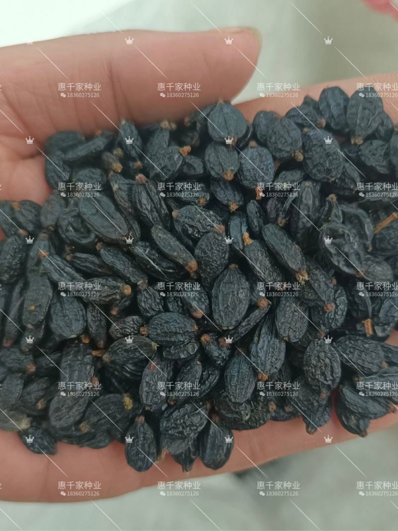 八仙花种子绣球花种子无尽夏绣球花花种籽多年生八仙花种子