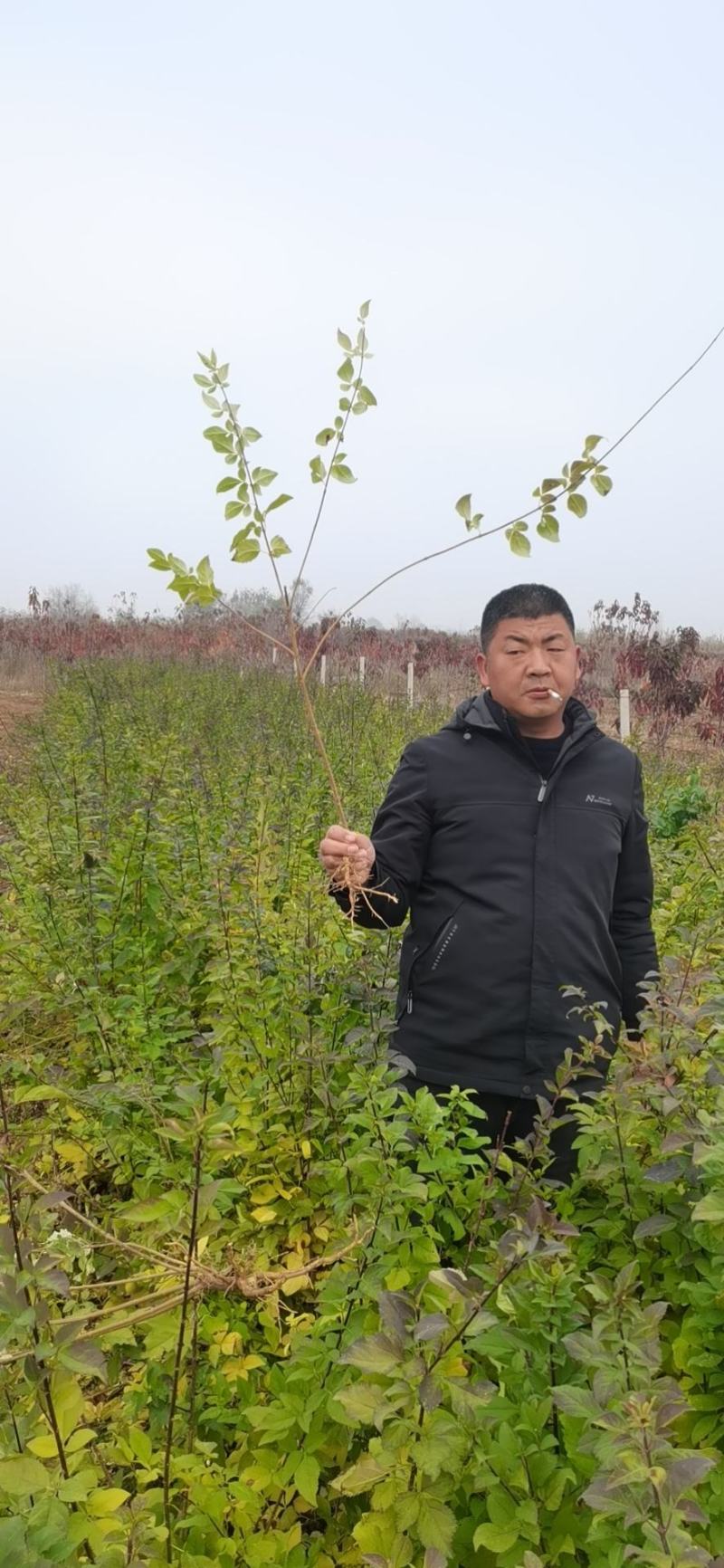 连翘苗，药用连翘，绿化连翘苗