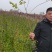 连翘苗，药用连翘，绿化连翘苗