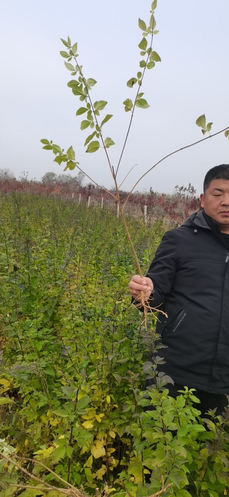 连翘苗，药用连翘，绿化连翘苗