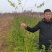 连翘苗，药用连翘，绿化连翘苗