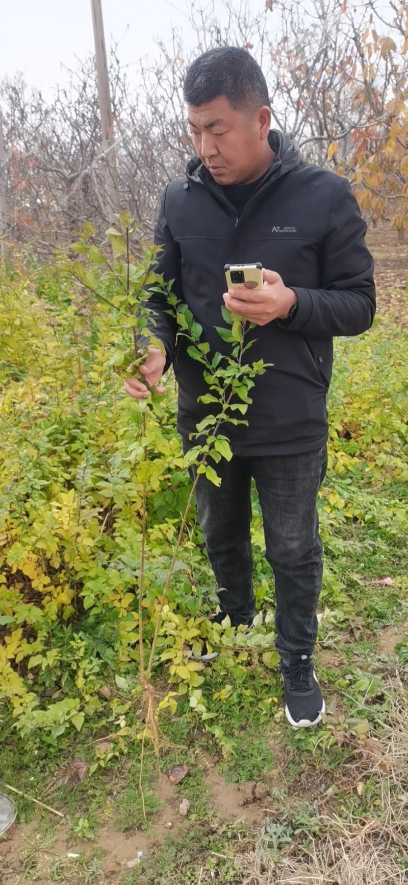 连翘苗，药用连翘，绿化连翘苗