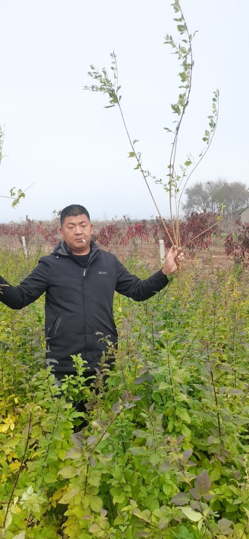 连翘苗，药用连翘，绿化连翘苗
