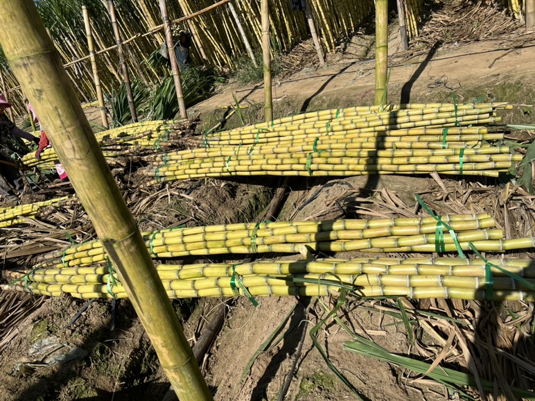 甘蔗收割现场