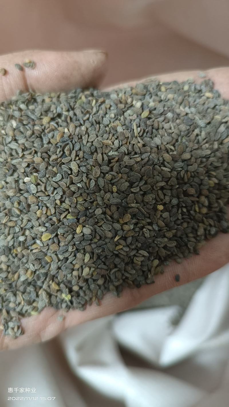 福禄考种子丛生芝樱花种子进口宿根景观多年生花海种子包发芽