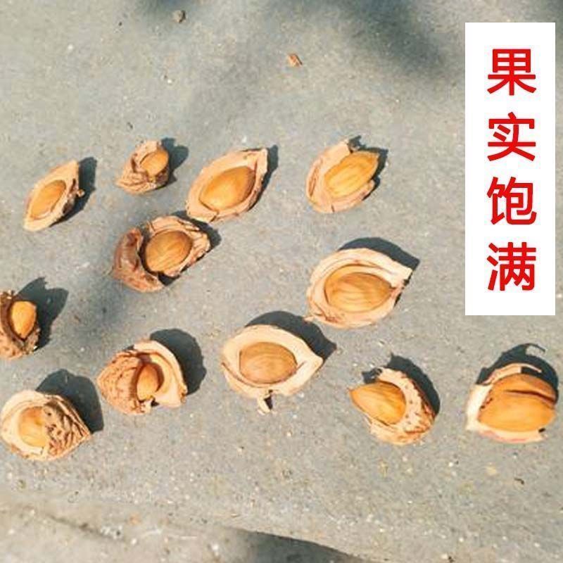 毛桃种子毛桃树种子毛桃核种子桃树种子做嫁接果树用种子