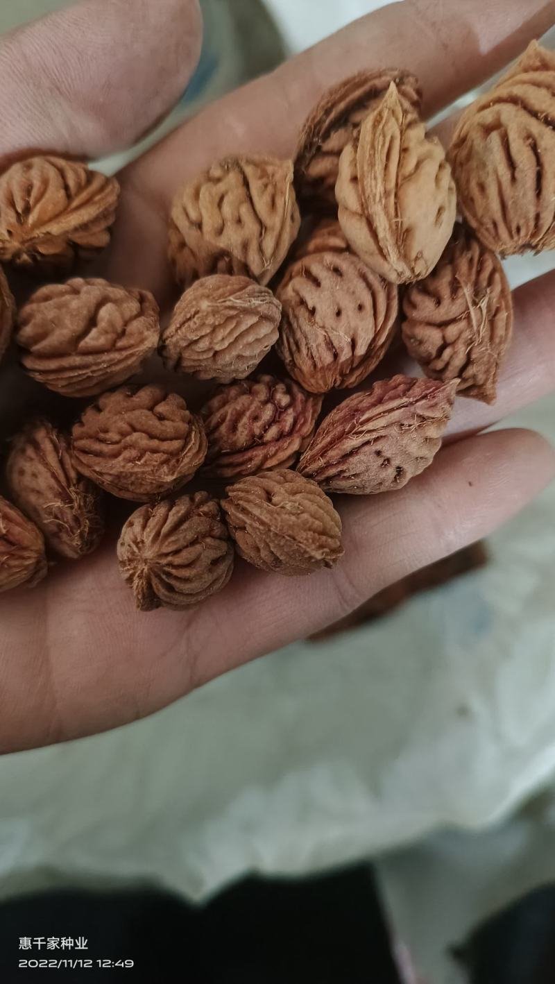 毛桃种子毛桃树种子毛桃核种子桃树种子做嫁接果树用种子