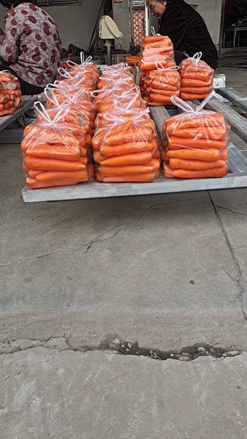 大量供应东台三红胡萝卜，支持整车供应，各种包装量大优惠！