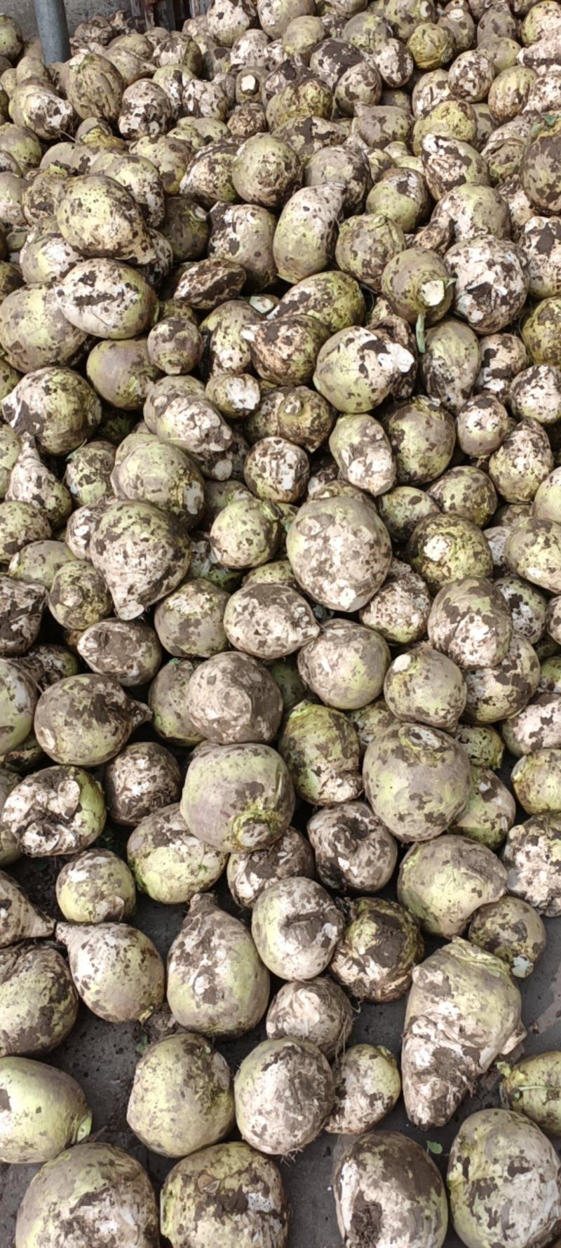东台大头菜，芥菜头，龙须菜，大量供应，来电优惠！