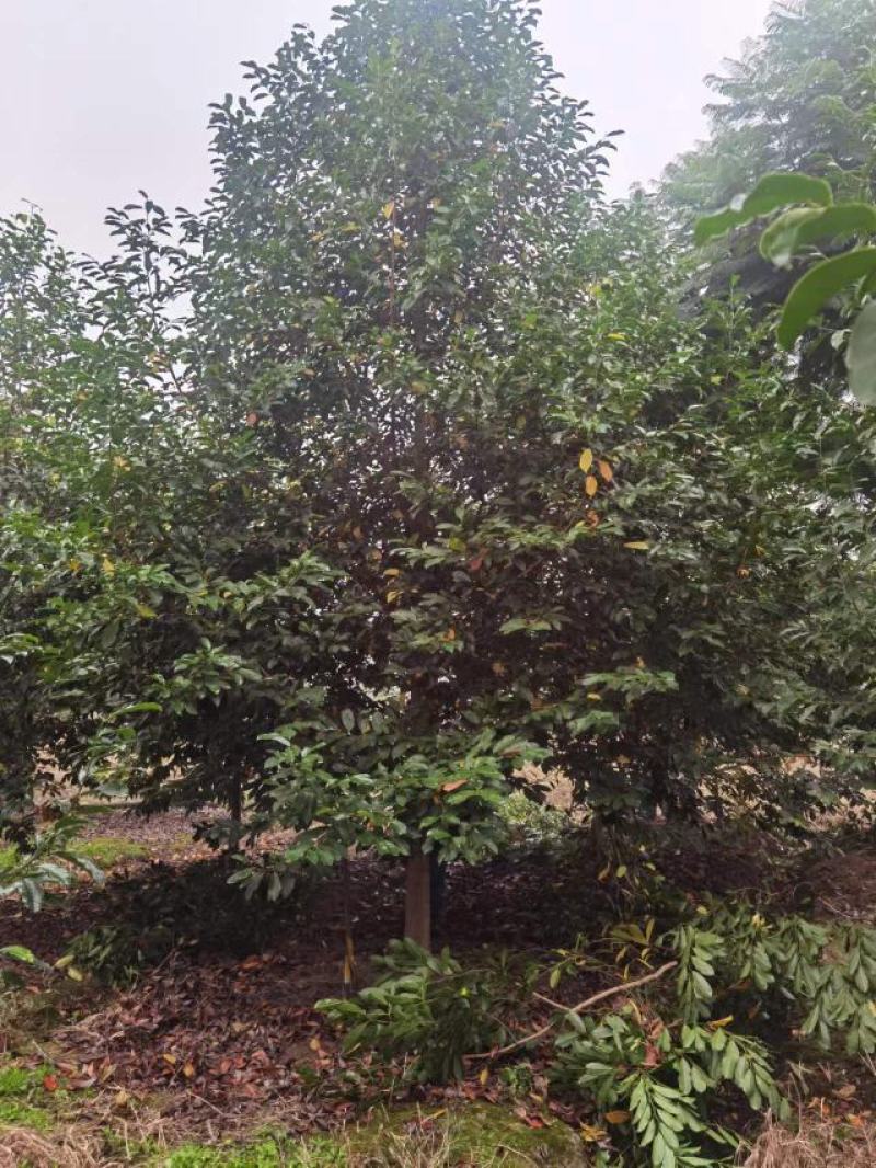 成都乐昌含笑、地产、工程等用苗欢迎咨询实地考察