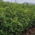 湖南桂花小苗产地直发量大从优欢迎各位老板致电咨询