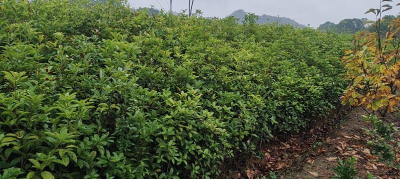 湖南桂花小苗产地直发量大从优欢迎各位老板致电咨询