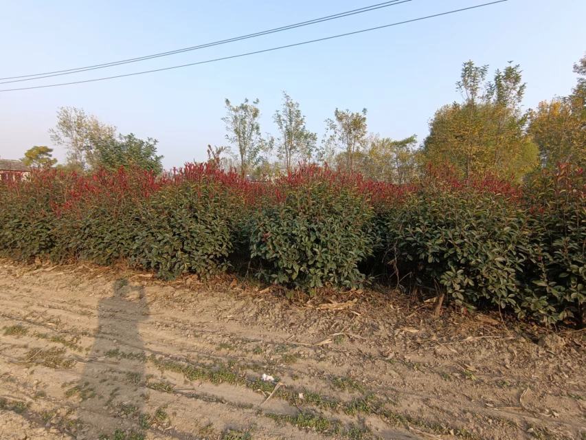 俯拍视角展示十月光辉红枫作为焦点树种植于现代风格别墅庭院中,树高约3.2米,冠幅匀称,满树深绯红叶片与浅灰砾石铺装、黑色金属廊架形成强烈色彩与材质对比,地面散落少量红叶,右侧可见定制铜牌标注'October Glory Acer rubrum',体现高端私家场景的精准应用 十月光辉红枫在高端住宅示范区的应用实景