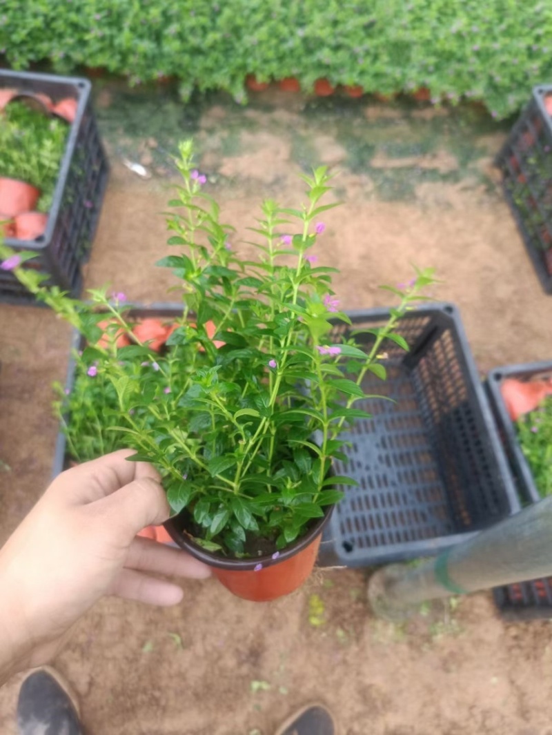 精品满天星基地现货