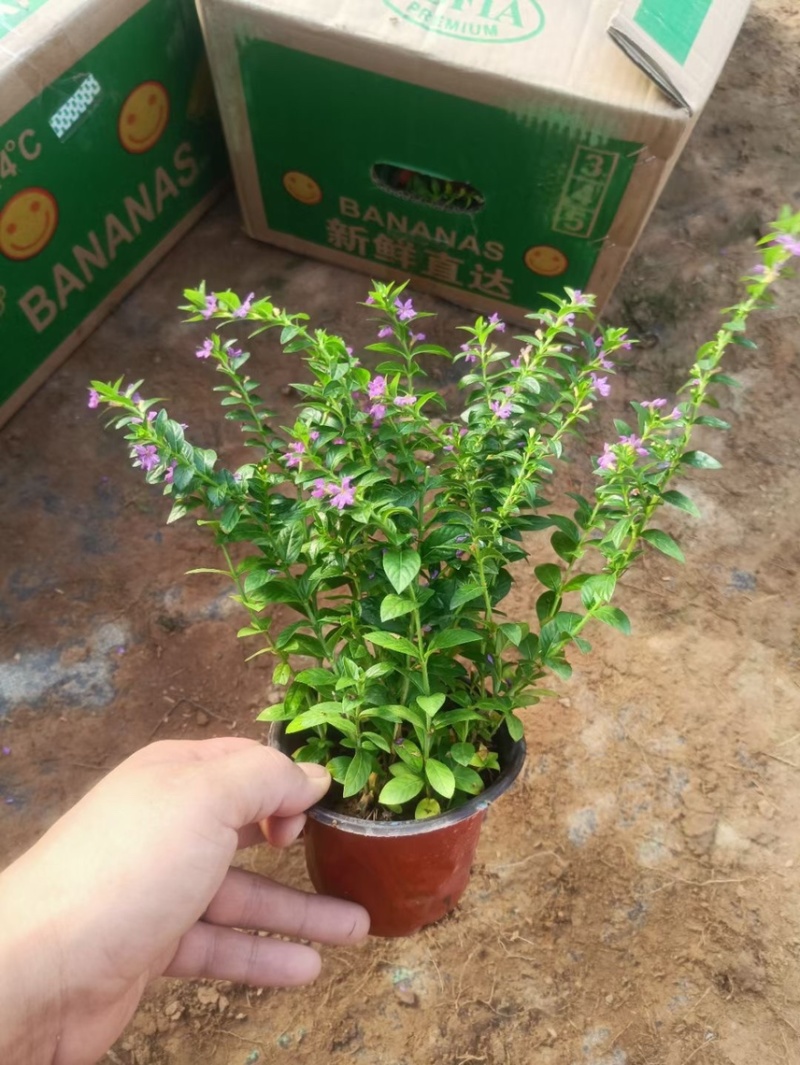 精品满天星基地现货